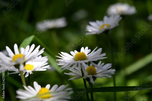 white spring flowers in the grass
