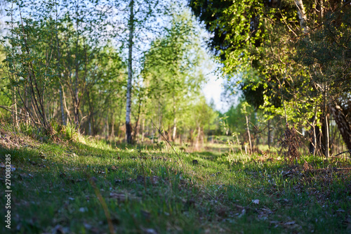 Spring Nature. Beautiful Landscape. Park with Green Grass and Trees