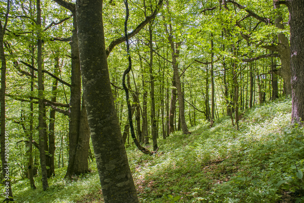 Obraz premium path in the forest
