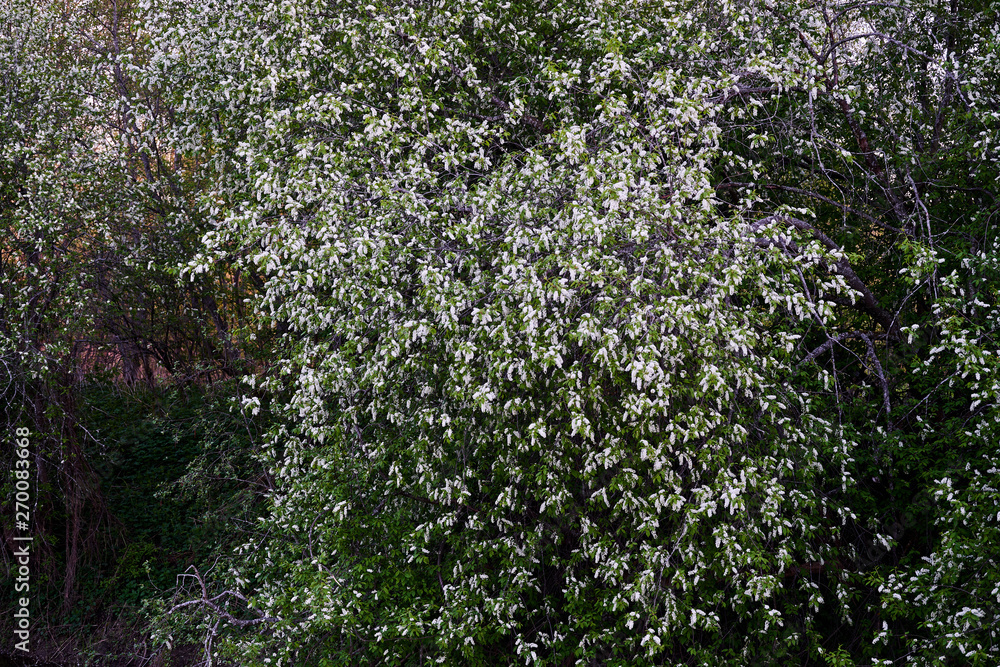 Flowering lilac bushes on the river Bank