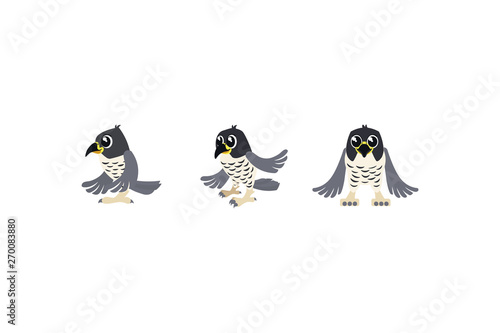 falcon from different viewing angles. baby small falcon - vector