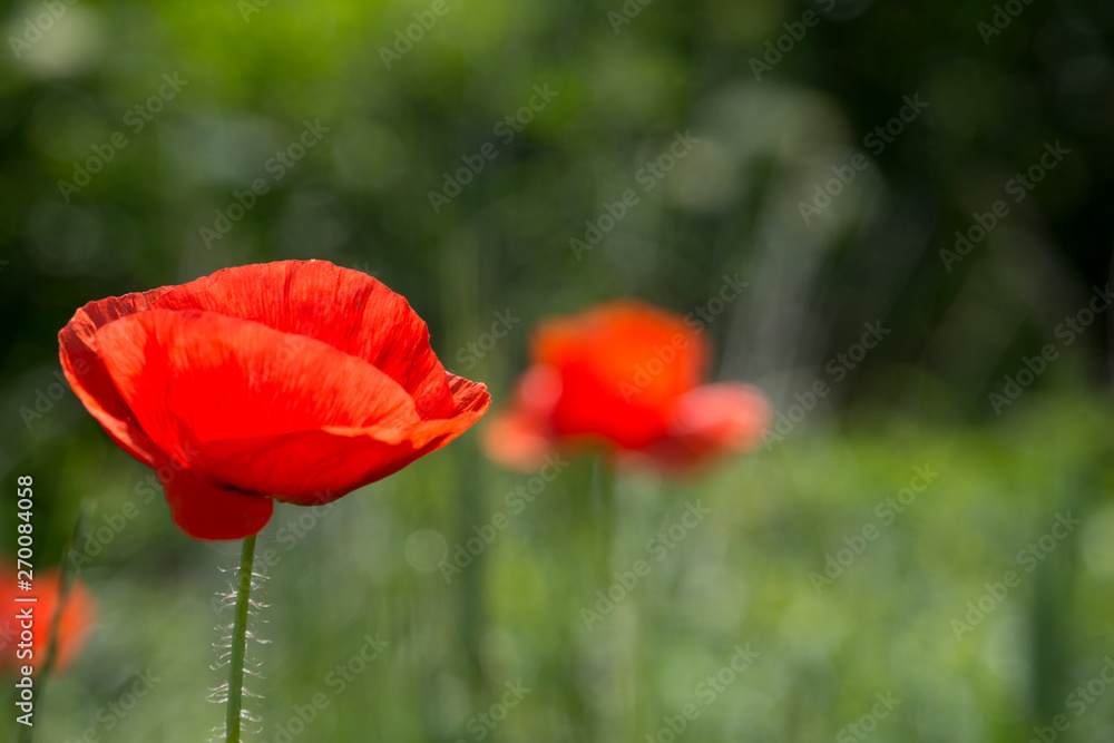 Naklejka premium Details of poppy flowers in a field