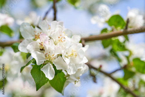 Apple blossom in spring. White flowers on Apple tree