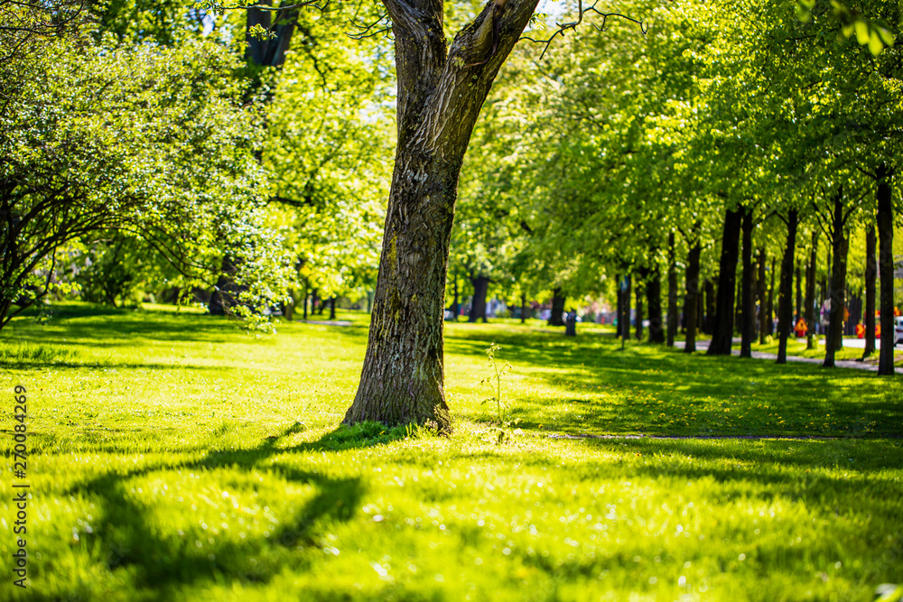 Fresh green grass field and walking path in outdoor park Fresh green grass field and walking path in outdoor park
