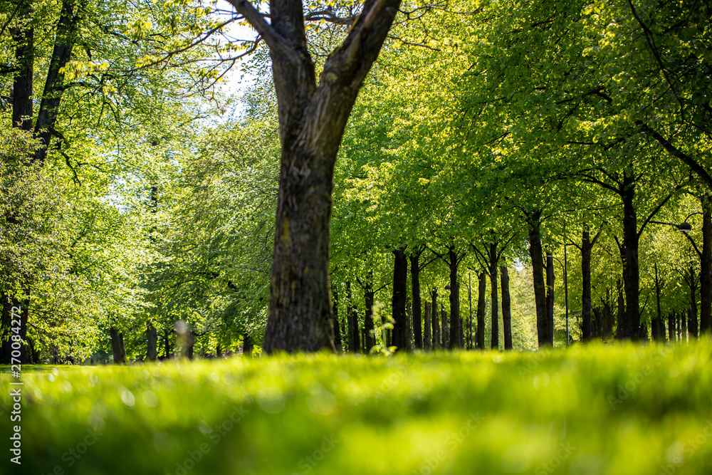 Fresh green grass field and walking path in outdoor park