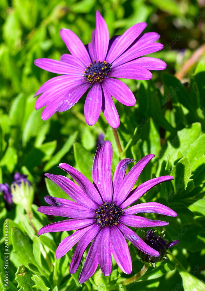 Obraz premium African Daisy 