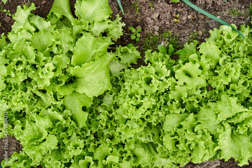 Green salad planted in the garden. Top view