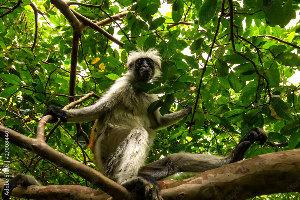 Fototapeta premium wild monkey in the jungle in Africa