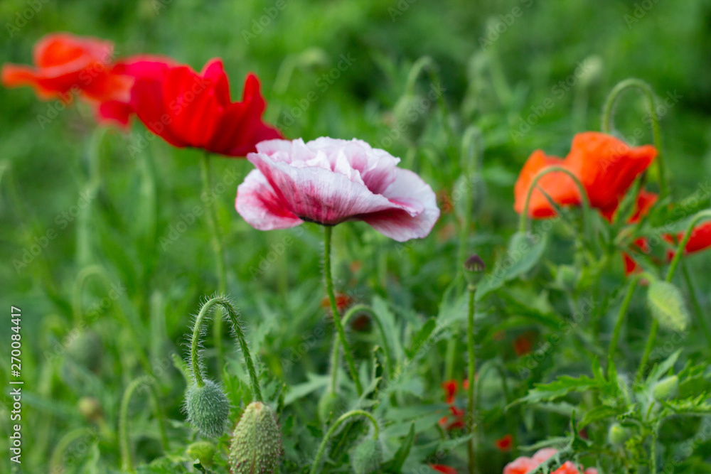 Obraz premium red and pink poppies on green field