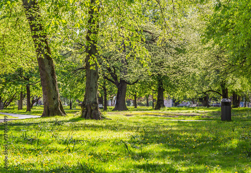 Fototapeta Naklejka Na Ścianę i Meble -  Fresh green grass field and walking path in outdoor park