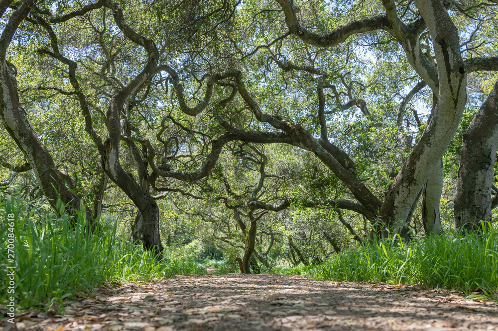 Fototapeta premium A trail through live oak trees in San Francisco's Golden Gate Park. Sunny afternoon, green foliage. Low angle.