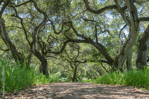 A trail through live oak trees in San Francisco's Golden Gate Park. Sunny afternoon, green foliage. Low angle.