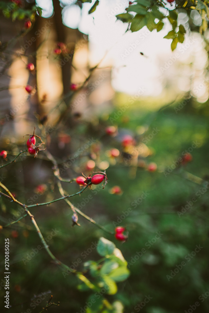 Obraz premium Whimsical autumn background in backlight