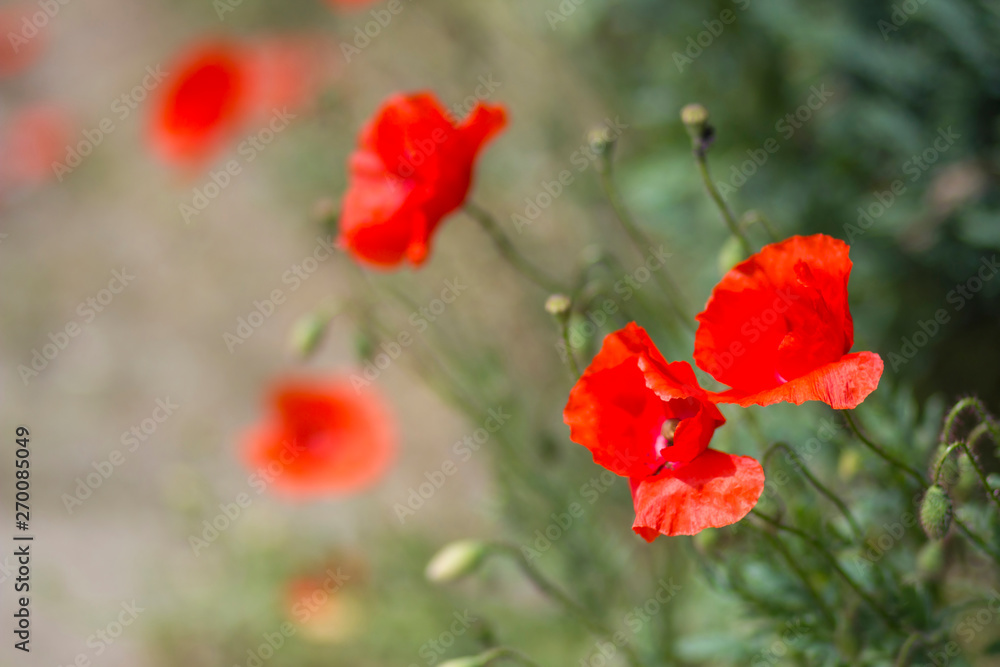 Fototapeta premium wild poppy flowers