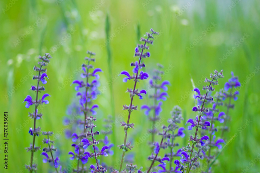 Fototapeta premium violet flowers in the meadow