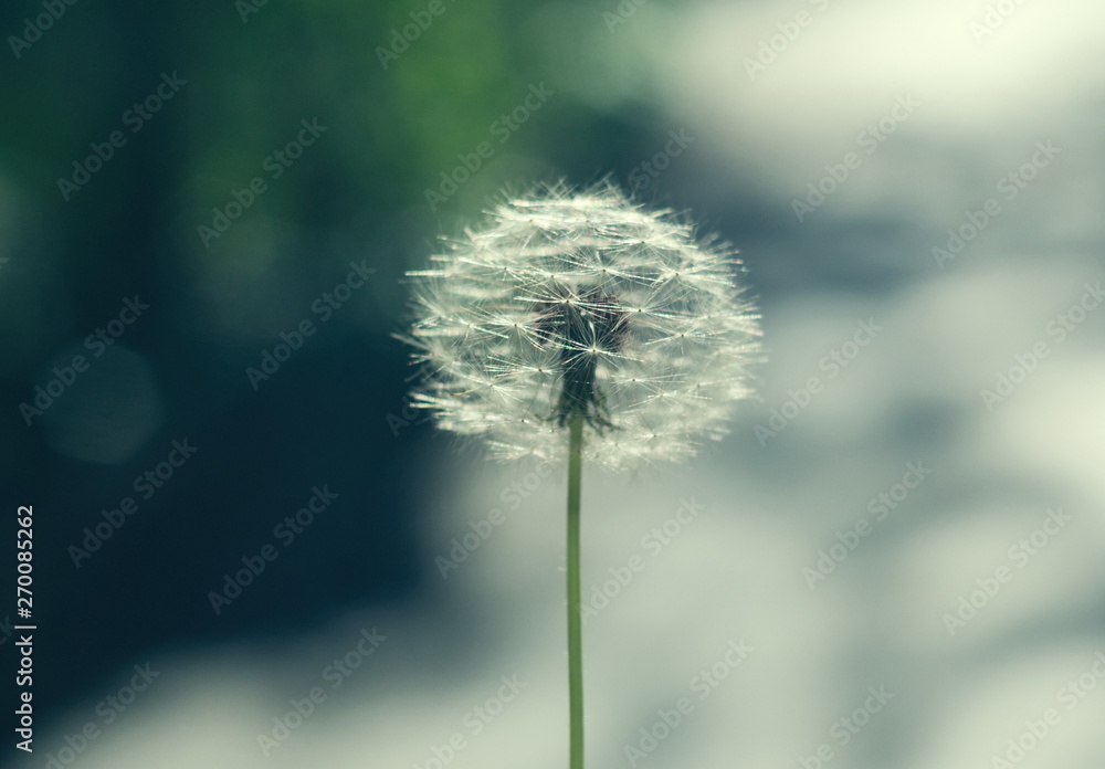 details of the dandelion in spring time