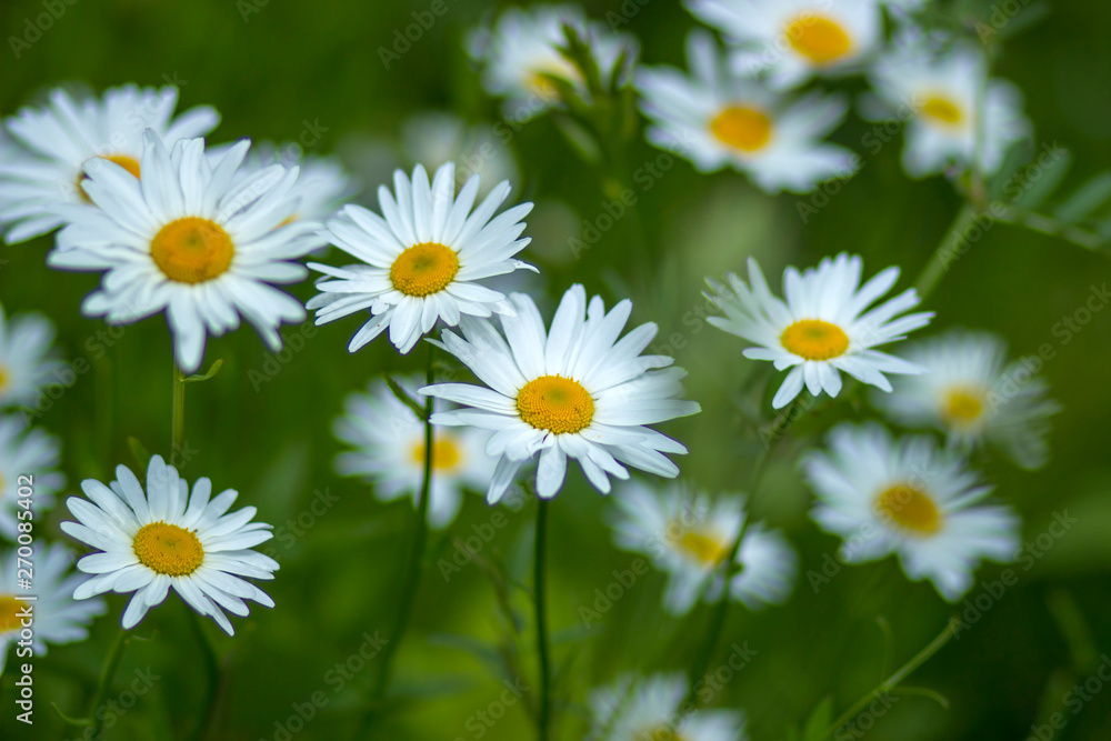 daisies in the meadow daisies in the meadow