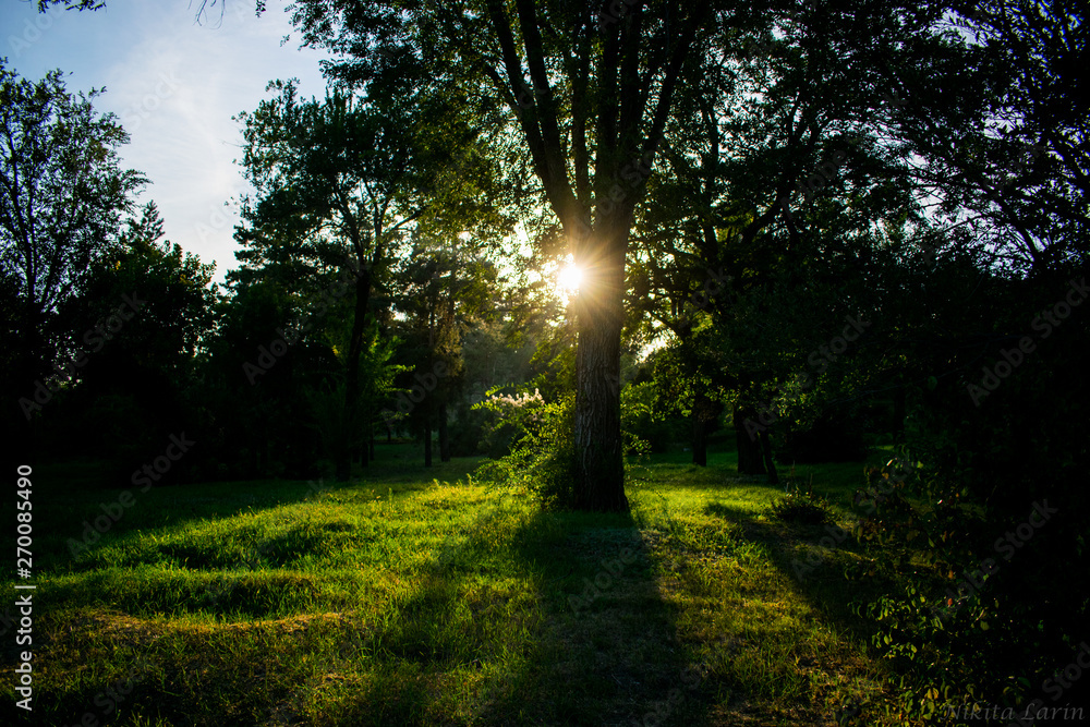 Fototapeta premium Road in the forest
