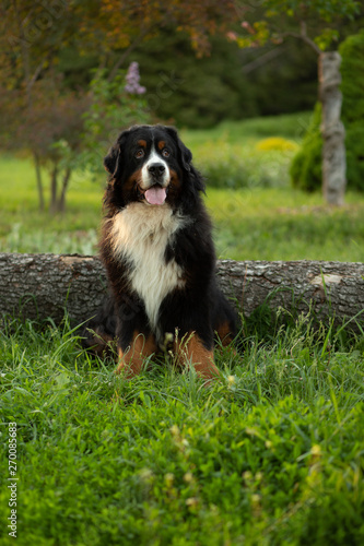 dog, bernese mountain dog, sitting in the grass in summer, walking, exhibition, shepherd