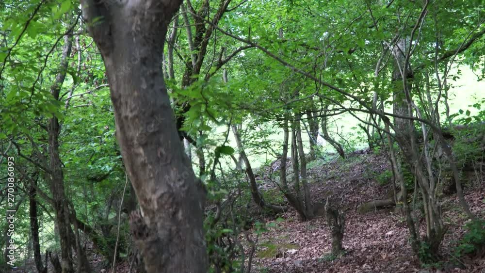 Forest with rare tree species. Parrotia forest. 4K Forest with rare tree species. Parrotia forest. 4K