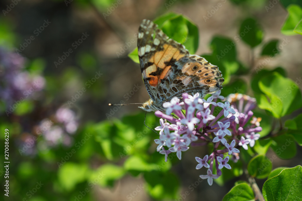 Motyl rusałka osetnik Motyl rusałka osetnik