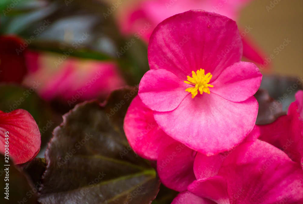 Obraz premium Macro photography of begonia flower