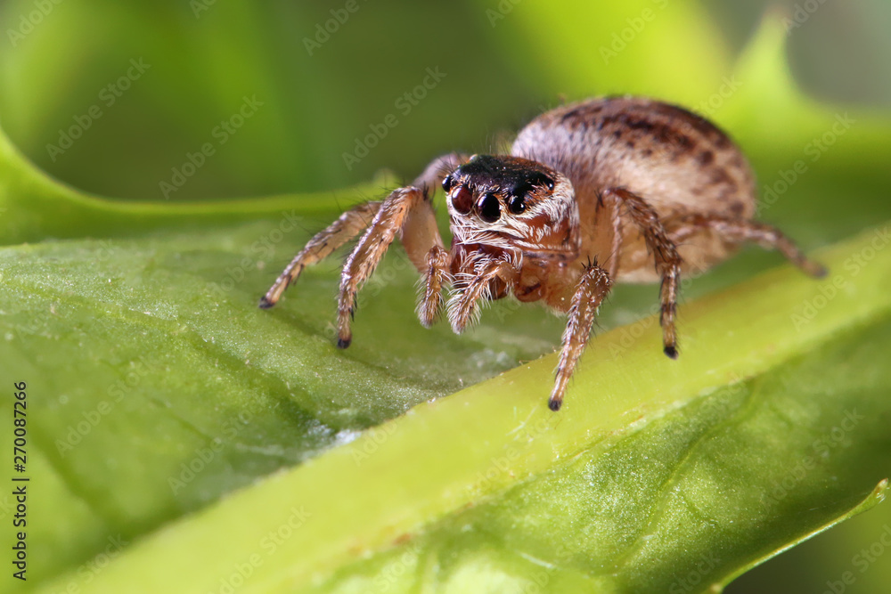 Jumping spiders doesn 't build webs, it jumps and attracts its pray. Jumping spiders doesn 't build webs, it jumps and attracts its pray.