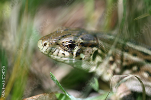 A small lizard hunts in the grass at the edge of the forest near the trees.