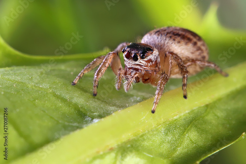 Jumping spiders doesn 't build webs, it jumps and attracts its pray.