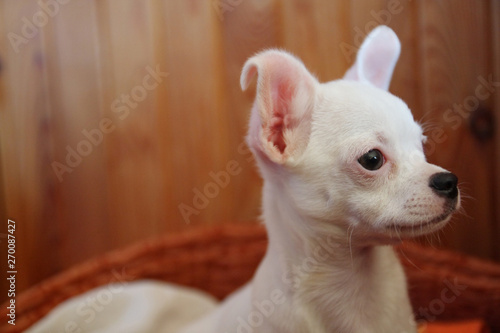 White puppy of chihuahua in basket