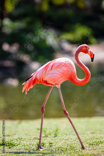 Naklejka flamingo ptak portret egzotyczny