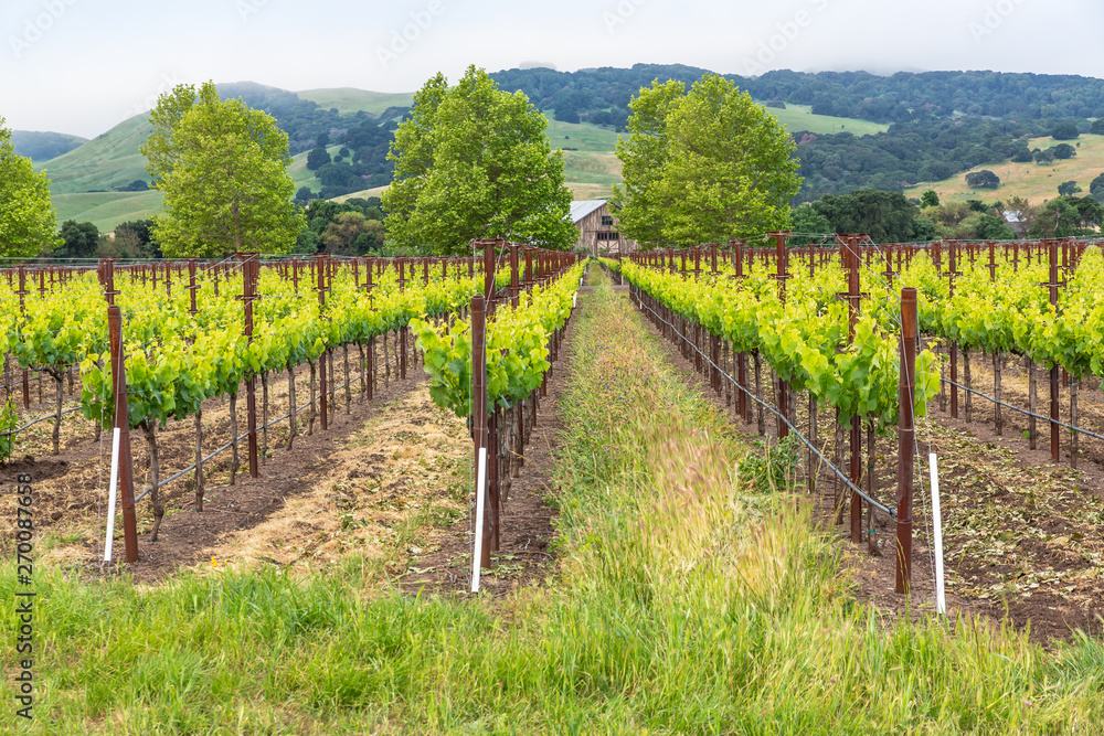 rows of vines in vineyard