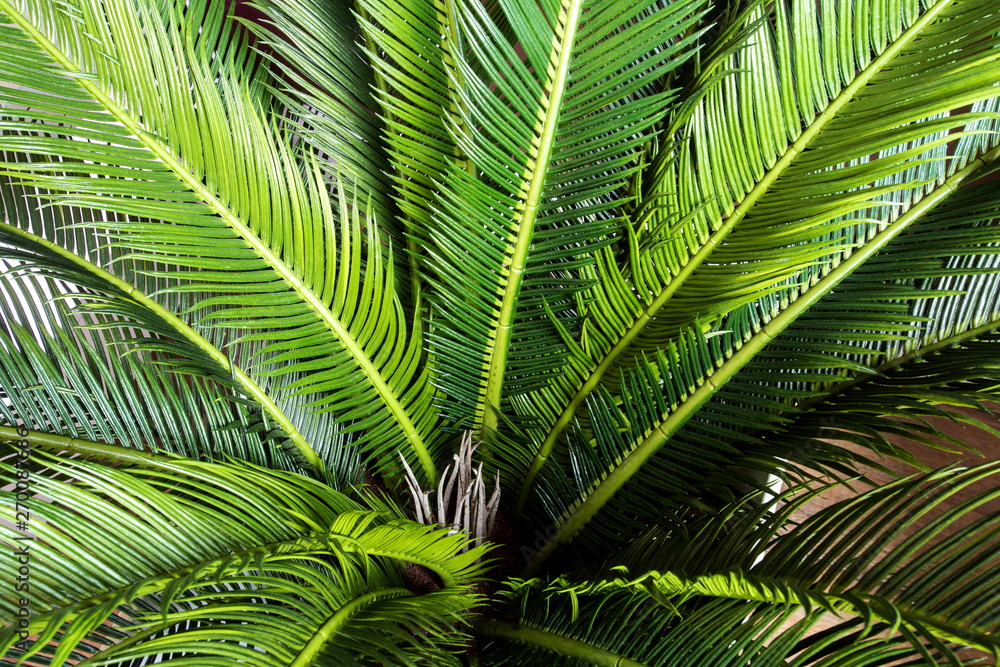 abstract green leaf texture, nature background, tropical jungle leaf, green leaf with space for text background texture abstract green leaf texture, nature background, tropical jungle leaf, green leaf with space for text background texture