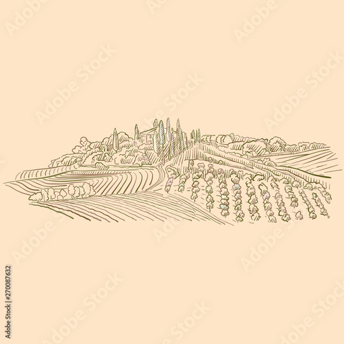 Vineyard Landscape drawing