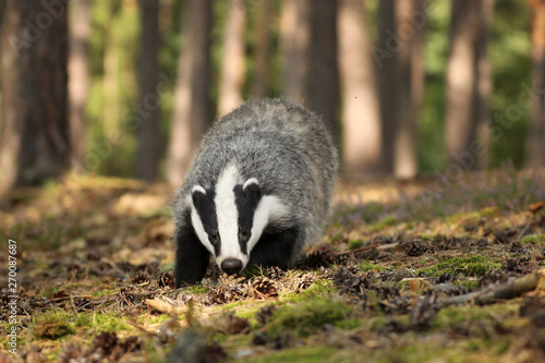 Badger sniffing in forest, animal nature habitat, Czech. Meles meles