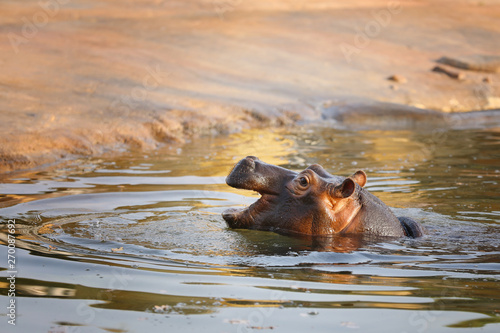 Hippopotamus - means river horse due to its semi-aquatic lifestyle