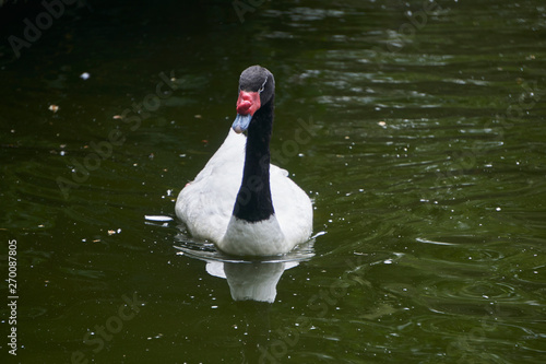 Black and white swan with red beak swimming in pond
