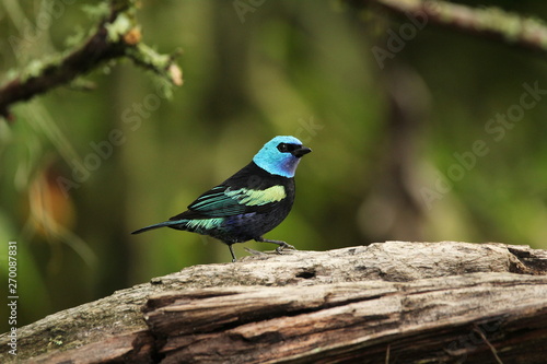 tanager © Pedro