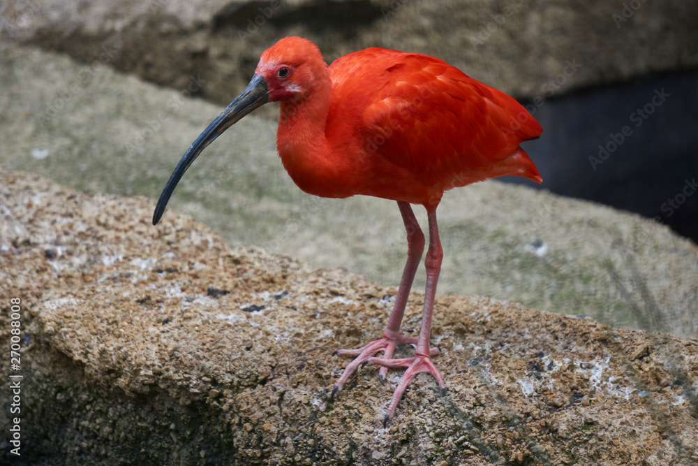 Bright red bird with long legs and black beak Stock Photo | Adobe Stock