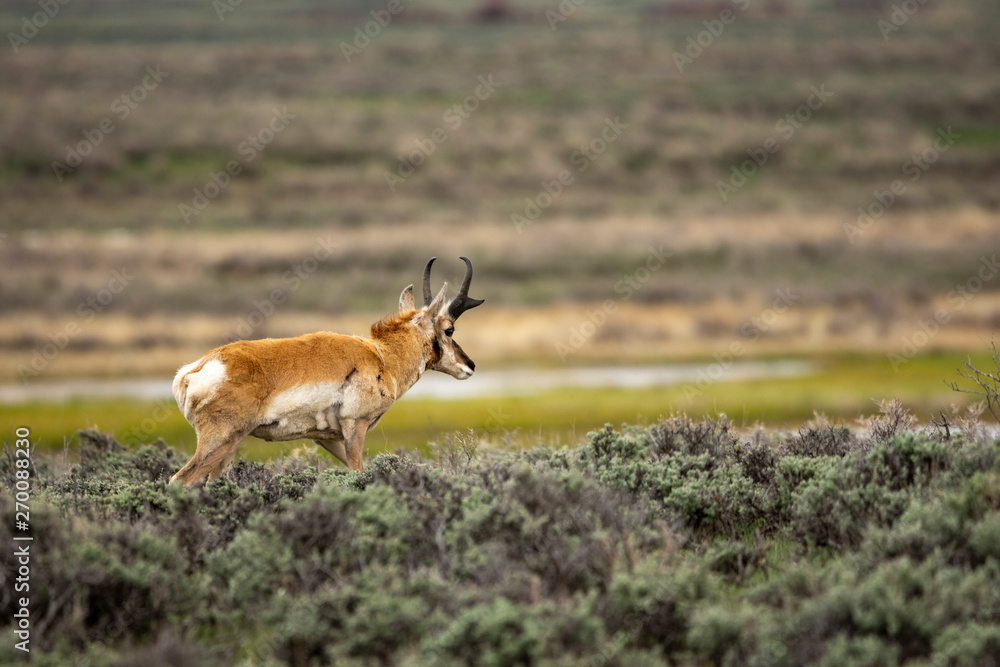 Obraz premium Pronghorn