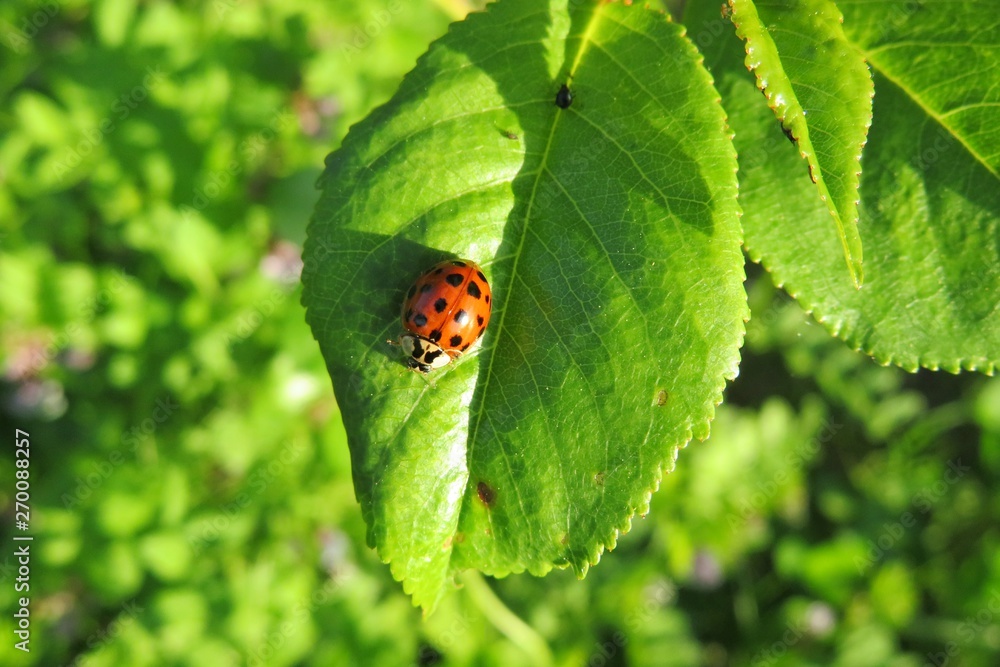 Ladybug on green leaf in the garden, closeup Ladybug on green leaf in the garden, closeup