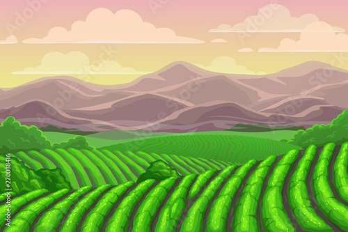 Plantations of tea in China, mountain landscape