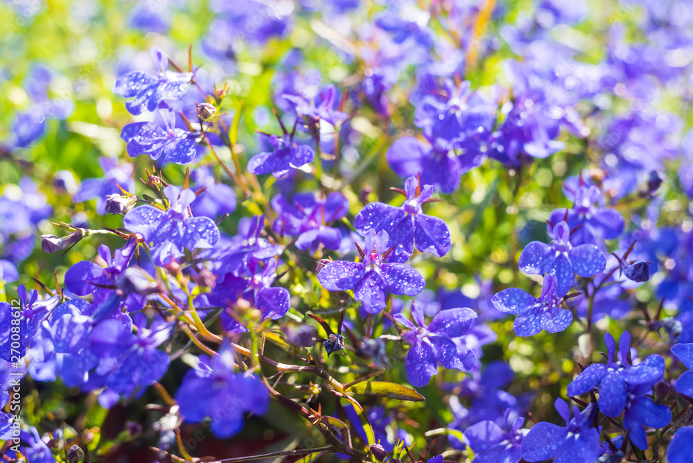 Blue Trailing Lobelia Sapphire flowers or Edging Lobelia in garden Blue Trailing Lobelia Sapphire flowers or Edging Lobelia in garden