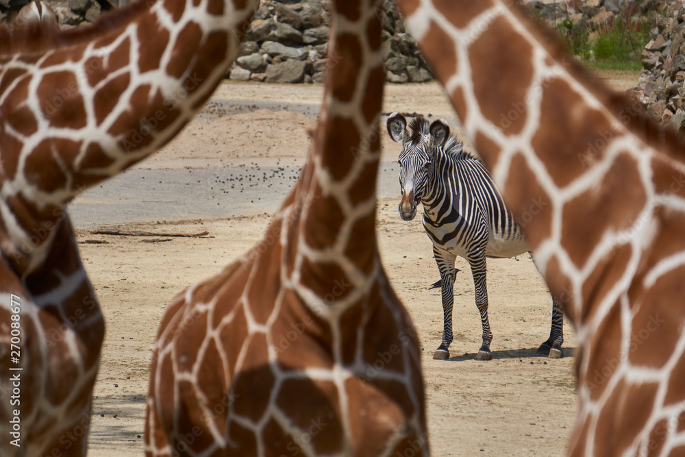 Obraz premium Walking zebra in the background seen through frame created by the neck of giraffes