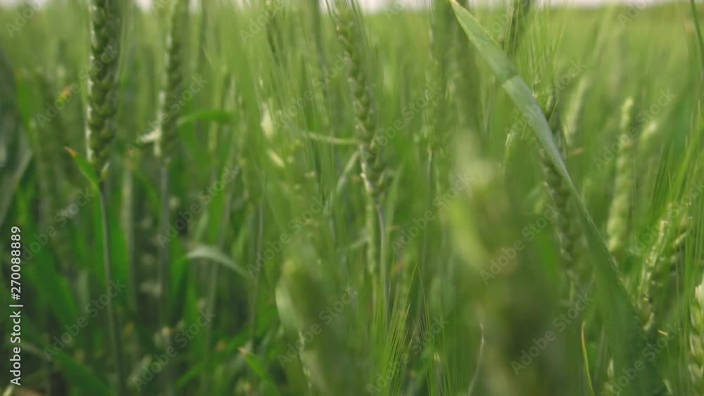 Close up of cereal stalks on the meadow under blue sky. Green spikelets of wheat swaying in the wind at field. Sunlight shining through plant straws. Beautiful nature landscape. Crane shot Slow motion Close up of cereal stalks on the meadow under blue sky. Green spikelets of wheat swaying in the wind at field. Sunlight shining through plant straws. Beautiful nature landscape. Crane shot Slow motion