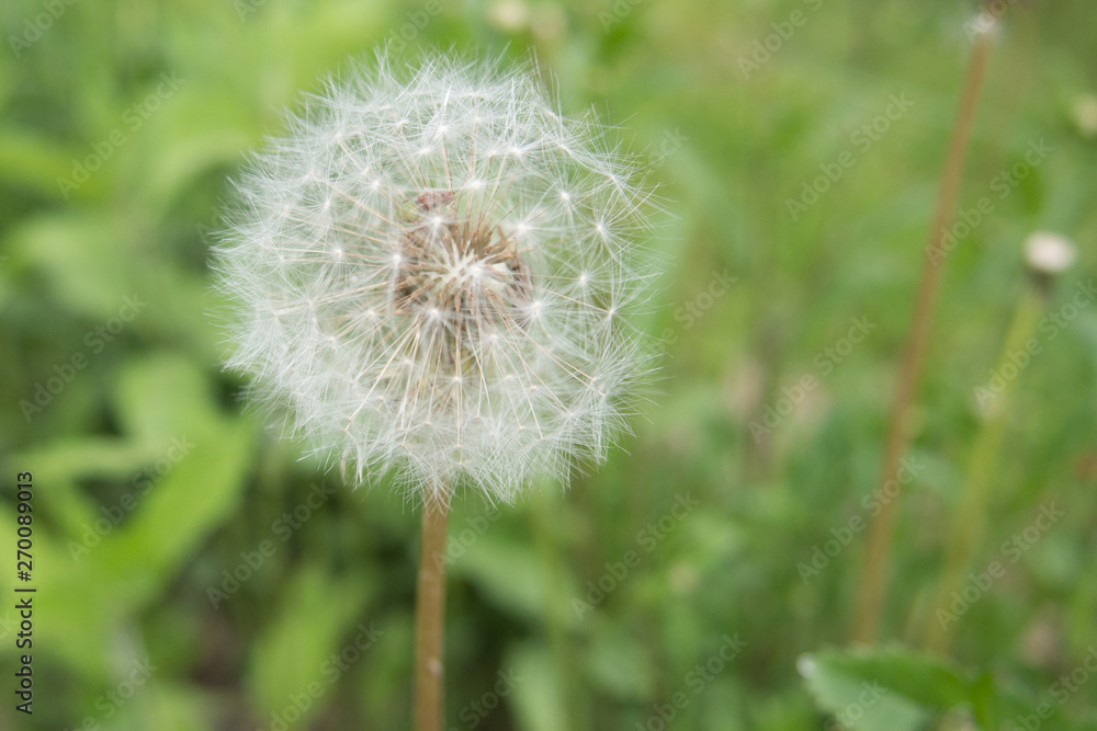 Fototapeta premium dandelion grows in a field