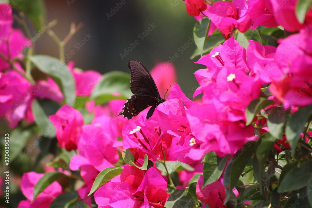 Fototapeta premium flowers in the garden