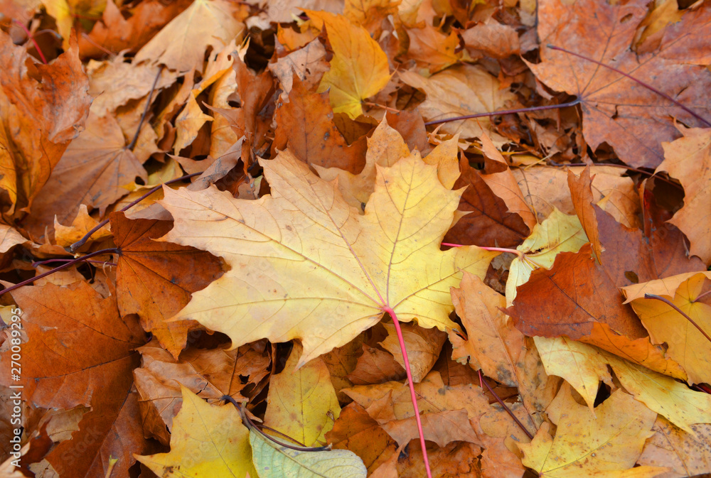 Magic colorful autumn