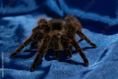 spider on fabric