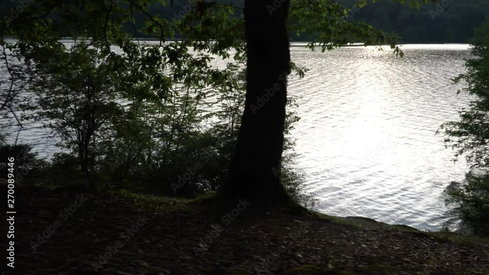 Walk around the forest with lake view. 4K Walk around the forest with lake view. 4K